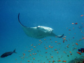   Manta Kuredu House Reef Maldives  